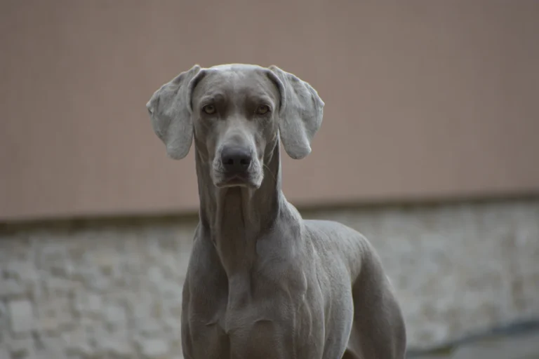 SOFFIO D´AMORE OVATION SHOW