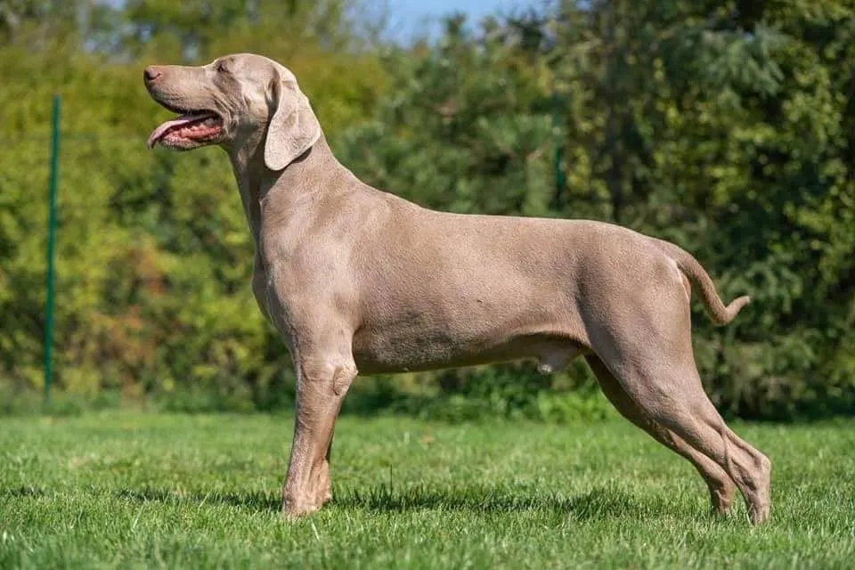 Grmadski Weimaraner Grey Raider