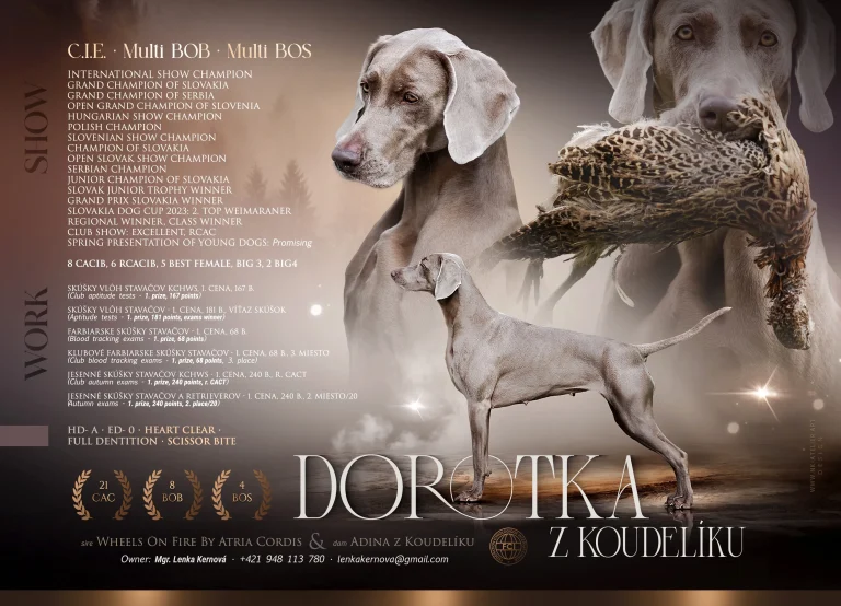 Dorotka z Koudelíku